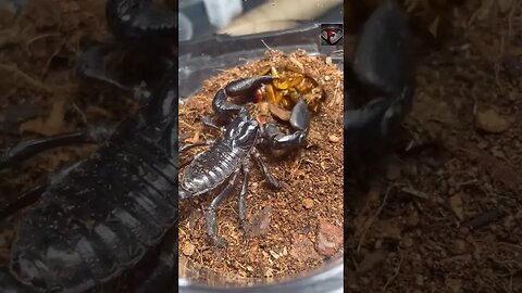 Heterometrus Scorpion Eating #shorts #animals #eating
