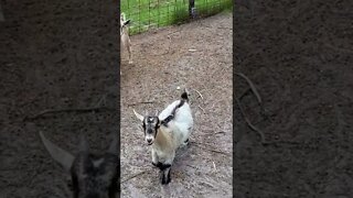 that's not a goat