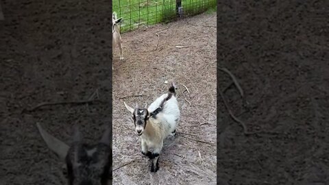 that's not a goat