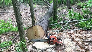 Cutting down white pine