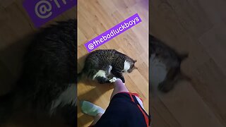 Cat Attacking Owner's Foot