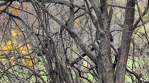 Woodpecker Blue Jay and cardinal