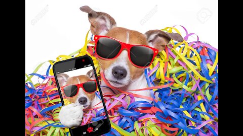 Messenger call for dogs in a fun and funny way