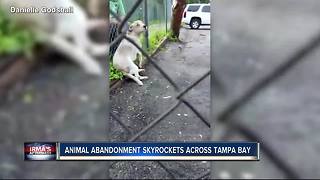 Animal abandonment skyrockets across Tampa Bay