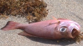 Dead fish litering beaches affected by red tide