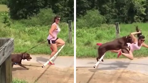 Dog and its owner fall together hilariously