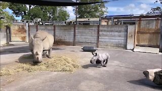 Rhino calf gets the zoomies, runs circles around mom