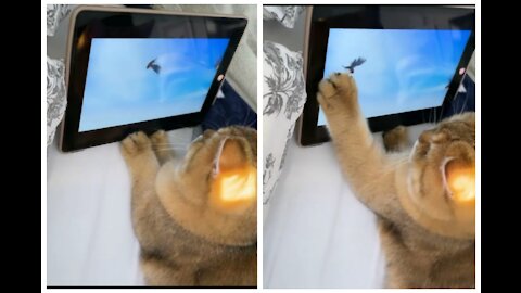 Beautiful cat wanaa catch the bird from tablet