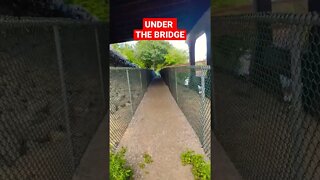 Under The Bridge #bridge #underground #shorts