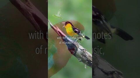 The delicate trills of the birds | Relaxing Music | #shorts #relaxingmusic #meditationmusic