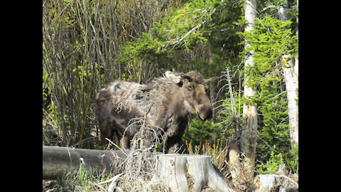 Rocky Mountain Wildlife