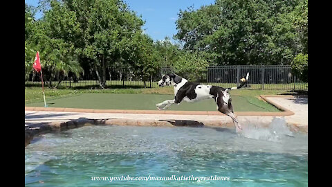 Funny Bouncing Great Dane Takes The Short Cut Across The Pool