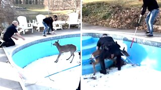 Police rescue deer trapped in swimming pool