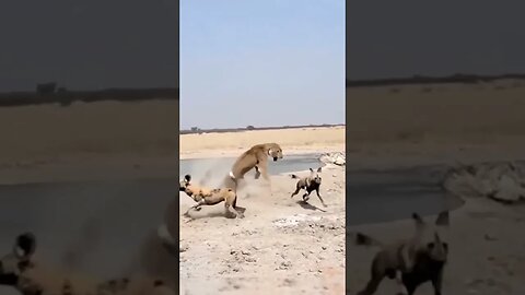 Painful Lion Is Violently Attacked By 20 Wild Dogs | दर्दनाक शेर पर 20 कुत्तों ने हिंसक हमला किया