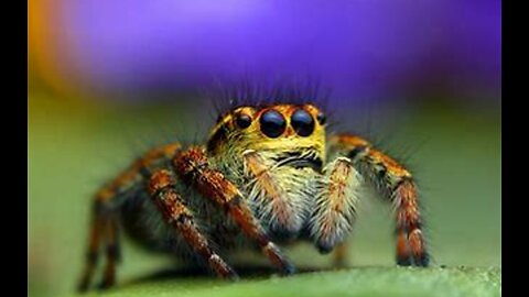 Unbelievable Facts About Spiders That Will Amaze You