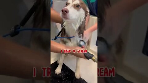 Husky HATES Baths