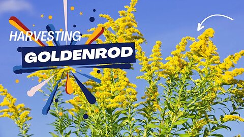 Harvesting Gold Unveiling the Magical Powers of Goldenrod 🌼✨ Homesteading Delights
