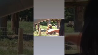 Bear Catches Food