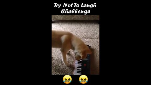 Funny animals 😋😎😎funny moments 😃😋☺