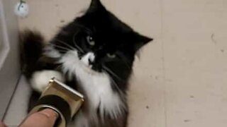 Un match de boxe entre chat et tondeuse à cheveux