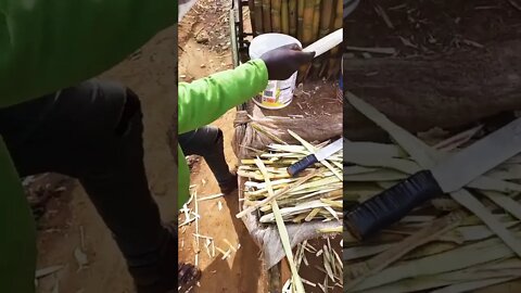 Who Wants Snacks to Go? #shorts #video #sugarcane