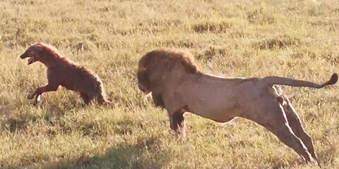 Lion King kills hyena infront of entire clan