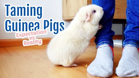 Taming Guinea Pigs: Expectation vs. Reality