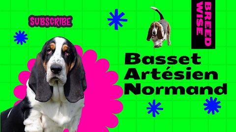 Basset Artésien Normand: A Journey into the Enchanting World of this Remarkable Dog Breed