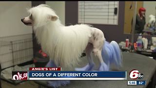 Angie's List: Pet groomers offer trims, color treatments