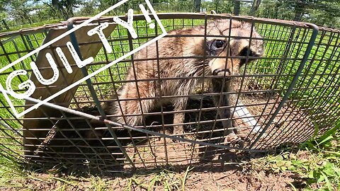 He was eating them! 😳🐓🦝