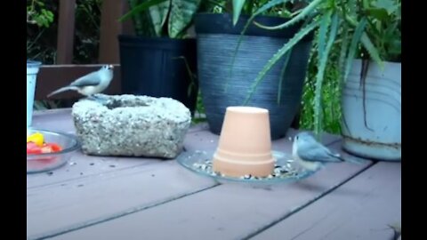 Chipmunks, Squirrels, and Birds deck feeder. Wild animals and birds feeding fun.