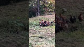 Herding Chickens with the Tractor