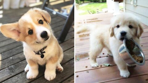 Cute animal video compilation. These puppies are just adorable.