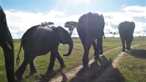 Walking With Elephants In Zimbabwe Is A Magical Experience