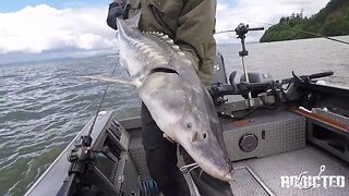 Big Columbia River Sturgeon Fishing In Astoria Oregon