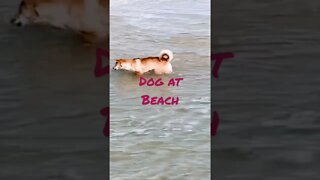 Dog at Beach