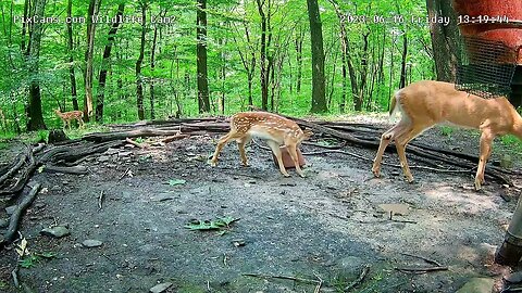 First Sighting Of Twins This Season 6/16/23 WL2