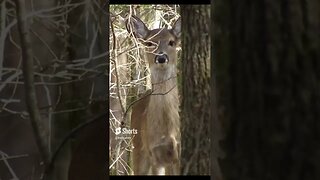 swamp deer and wildlife