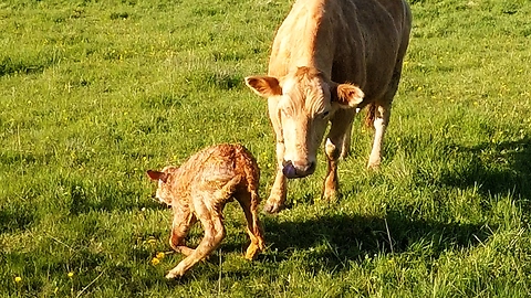 Motorist Films Newborn Calf's Wobbly First Moments