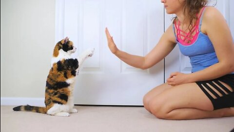 Shutterstock young woman trainer training calico cat