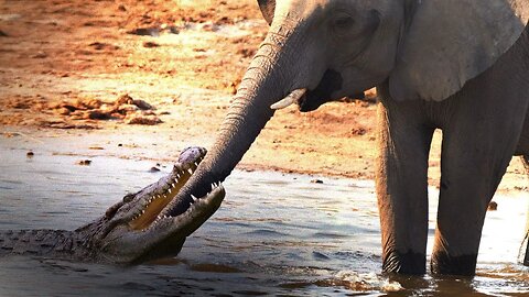 Crocodile tries to attack elephant