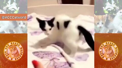 Try NOT to LAUGH! 😹 This Cat’s Acting Skills Are PHENOMENAL! 😻 (#266) #Clips
