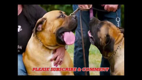 Aggressive boerboel barking, aggressive boerboel dog, Aggressive Boerboel | boerboel dogs 101
