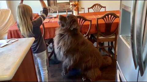 Newfoundland celebrates his 4th birthday