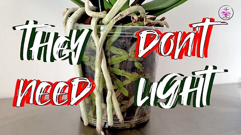 Do Orchid Roots HAVE to Photosynthesise? Algae Good/Bad | Clear Orchid Pots Y/N #ninjaorchids