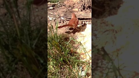 Brown thrasher 🐦 doesn`t like being 👀 watched #cute #funny #animal #nature #wildlife #trailcam #farm
