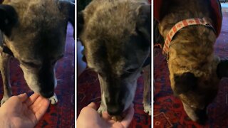 Old dog prefers to be hand-fed breakfast