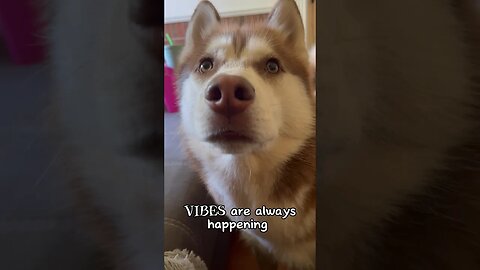 Current Dog Vibes