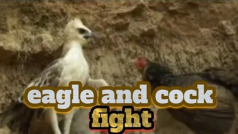 eagle and cock fight
