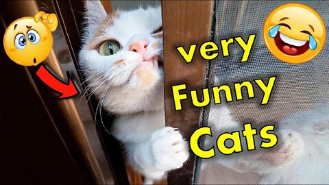 Funny Cat Videos Try Not To Laugh